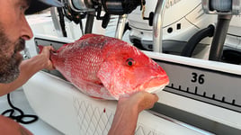 American Red Snapper (Seasonal)