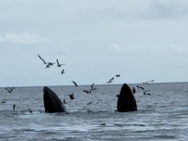 Chatham Fishing Trip