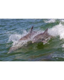 Beach Party Charters Cape Coral/Fort Myers