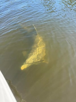 Beach Party Charters Cape Coral/Fort Myers