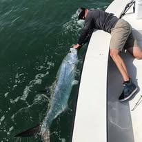 Tarpon Fishing Tampa Bay