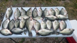 Crappie bass or snook you choose when you book!