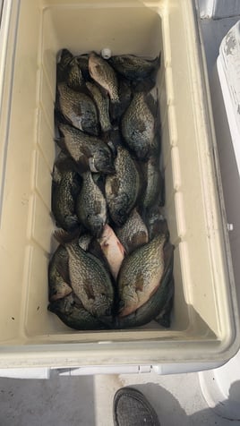 Crappie bass or snook you choose when you book!