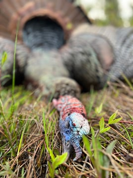 Turkey Hunt