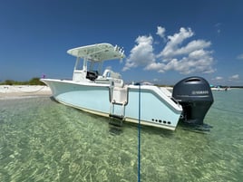 Sighting Dolphins Islands Cruise