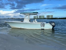 Sighting Dolphins Islands Cruise