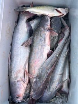 North Mississippi Catfishing Adventure