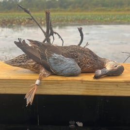 Blue-Winged Teal Fishing in Marksville, Louisiana