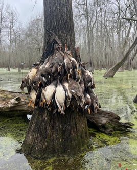 Duck w/ lodging half day