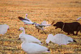 Goose w/ Lodging half day