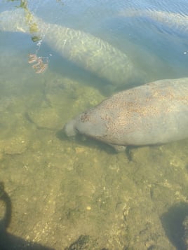 Dolphin, Manatee and more