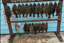 POC Flounder Gigging