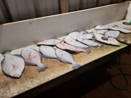 POC Flounder Gigging