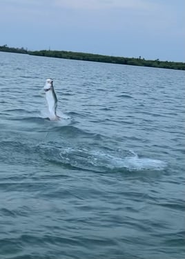 Tarpon Fishing in Little Torch Key, Florida