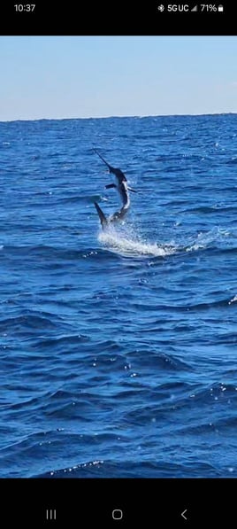 Luxury Trolling Trip