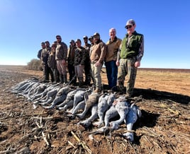 Texas Sandhill Crane