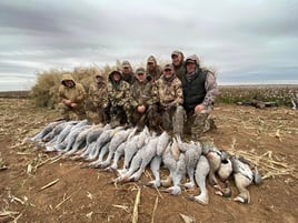 Texas Sandhill Crane