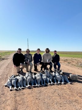 Premier Sandhill Crane hunting