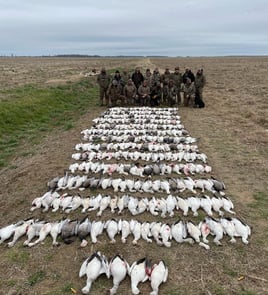 Blue Goose, Snow Goose Hunting in Lake Village, Arkansas