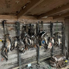 Duck Hunting w/ lodging available