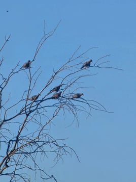 DOVE HUNTING - San Antonio area