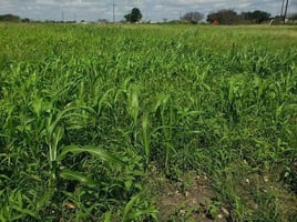 DOVE HUNTING - San Antonio area