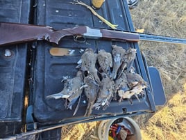DOVE HUNTING - San Antonio area