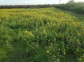 DOVE HUNTING - San Antonio area