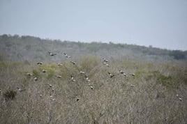 Dove Hunting 3 days / 4 nights