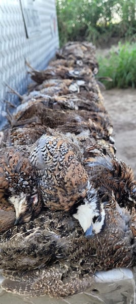 Quail  Hunting