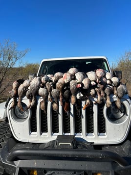 Central Texas Ducks