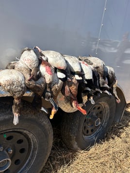 Central Texas Ducks