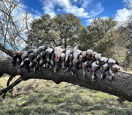 Central Texas Ducks