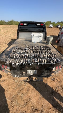 Central Texas Dove Hunts