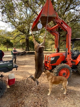 Trophy Whitetail Deer w/ Lodging