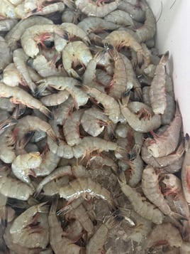 Shrimp Trawling Adventure