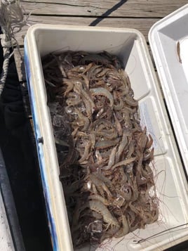 Shrimp Trawling Adventure