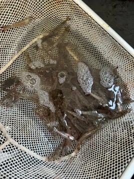 Shrimp Trawling Adventure