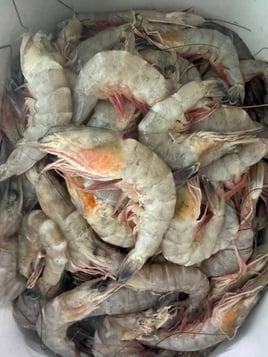 Shrimp Trawling Adventure