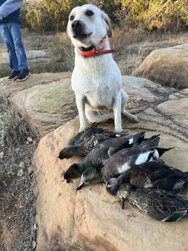 Guided TX Public Land Duck Hunt