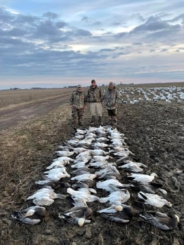 Arkansas Spring Snow Goose Hunts
