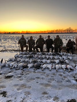 Arkansas Spring Snow Goose Hunts