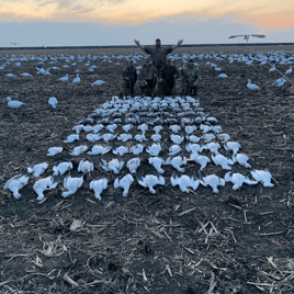 Missouri Spring Snow Goose Hunts
