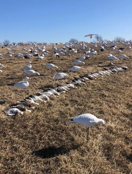 Missouri Spring Snow Goose Hunts