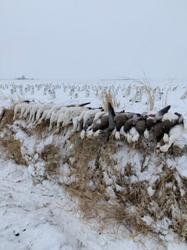 Missouri Spring Snow Goose Hunts