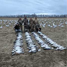 South Dakota Spring Snow Goose Hunts