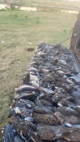 Oklahoma Dove Hunts