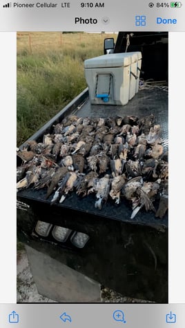 Oklahoma Dove Hunts
