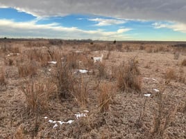 Northwest Oklahoma Quail Hunts