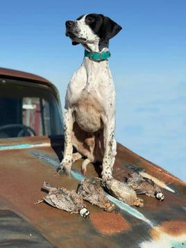 Northwest Oklahoma Quail Hunts